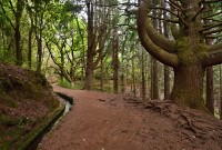 Madeira: začátek Levady do Caldeirão Verde