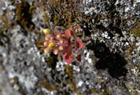 Madeira: Aichryson Villosum - endemit Madeiry a Azorských ostrovů