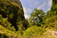 Madeira: Caldeirão Verde - krásný vavřín přímo na trase