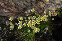 Saxifraga bryoides – lomikámen mechovitý