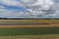 Nizozemsko: hyacintová a tulipánová pole