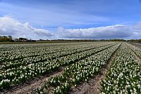 Nizozemsko: hyacintová pole