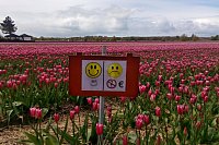 Nizozemsko: tulipánové pole