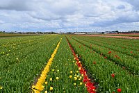 Nizozemsko: tulipánové pole posečené