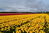Nizozemsko: tulipánové pole
