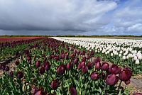 Nizozemsko: tulipánová pole v Jižním Holandsku