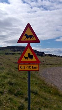 Island: dopravní značka pozor ovce, pozor koně
