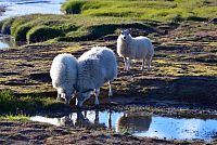 Island: islandské ovce
