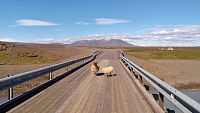 Island: silnice F35 - ovce na silnici