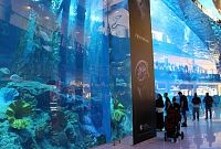 SAE - Dubaj: nákupní centrum Dubai Mall - akvárium
