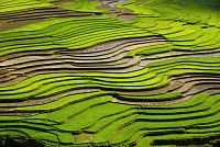 Severní Vietnam: oblast Mu Cang Chai - rýžové terasy v údolí Lim Mong