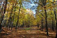 Chřiby (Buchlovské hory): podzimním lesem (červená trasa mezi Zikmundovem a Buchlovem)