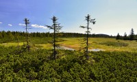 Krkonoše (4): Černá hora a Černohorské rašeliniště