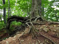Mohutné kořeny stromů prorůstají zříceninou...