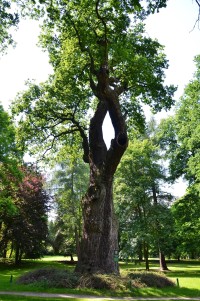 Kornerův dub v Dalovicích
