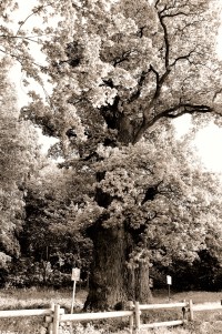 Petrohradský dub stáří 900let nejzachovalejší strom svého věku v Čechách