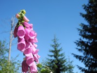 Typická květena: náprstník