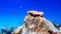 Potápění na korálových útesech