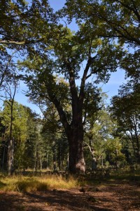 Houkvice - 580 let starý dub