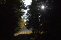 Houkvice lesní cesta