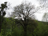 Heřmánky, památný strom, Dub u brodu