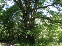 Heřmánky, památný strom, Dub u brodu