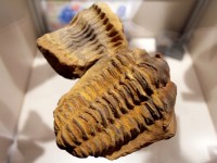 trilobit