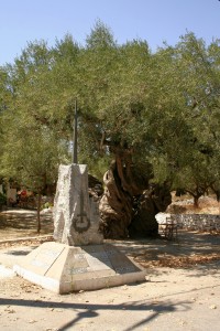 Nejstarší olivovník na ostrově ve vesnici Exo Hora.
