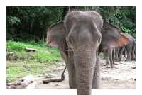 slon sumaterský