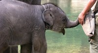 slon sumaterský
