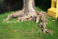 kořeny lípy vedle kaple