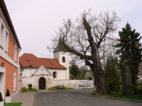 vlevo původní sídelní dvorec, uprostřed kostel sv. Prokopa, vpravo památná lípa