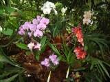výstava orchideí
