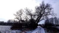 zajimavě rostlá snad stoletá vrba na polní cestě pod Benešovicemi směrem k místu Na Lubech