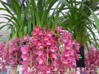 výstavy orchideí