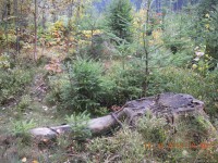 les v okolí Jílového