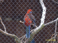 papoušci v Bechyni
