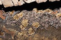letní kolonie samic netopýra velkého s mláďaty