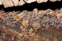 kolonie netopýrů velkých, mláďata na Točníku