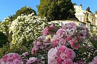 Zámecká zahrada - plná různých druhů voňavých růží