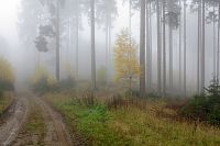 Cesta Slavkovským lesem