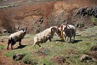 Ovce jsou na Islandu všudypřítomné.