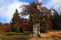 Starý strom na německé straně