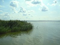 Nowe Warpno, rákos obecný na břehu Štětínského zálivu (fot. MMichal)
