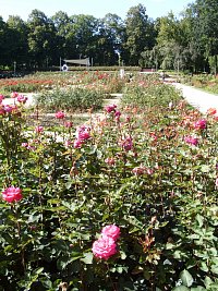 Zahrada růží ve Štětíně, v pozadí scéna (fot. MMichal)