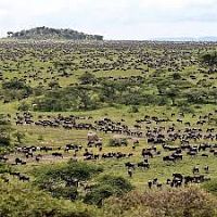 Wildebeest Migration Masai Mara, YHA Kenya Travel, African Wildlife Safari, Kenya Active Adventure Tours Safaris.