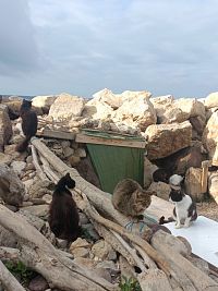 Sardinie- kočičí kolonie v Alghero, Gallura, Palau...