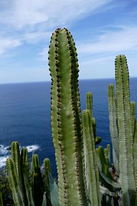 Tenerife - Anaga: z Taganana do Afur (4. díl)