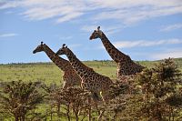 Tanzanské safari je zážitkem na celý život