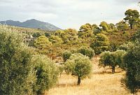 Neos Marmaras,,olivové háje v okolí